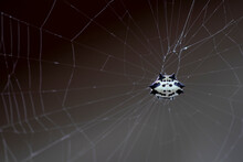 Spiny Orbweaver Spider Suspended In Web