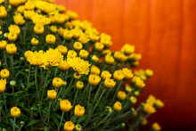Yellow Mums With Out Of Focus Pumpkin In Background