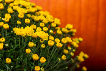 Yellow mums with out of focus pumpkin in background