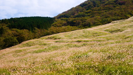 箱根　仙石原　秋のMiscanthus草原を空撮