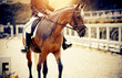 Equestrian sport. Portrait sports red stallion in the bridle. Horseback riding.