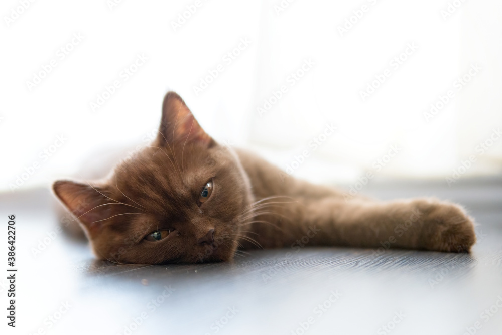 Portrait of British Shorthair cat lying - obrazy, fototapety, plakaty 