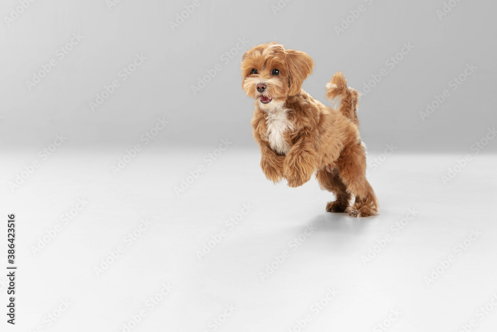 On the run. Maltipu little dog is posing. Cute playful braun doggy or pet playing on white studio background. Concept of motion, action, movement, pets love. Looks happy, delighted, funny. - obrazy, fototapety, plakaty 