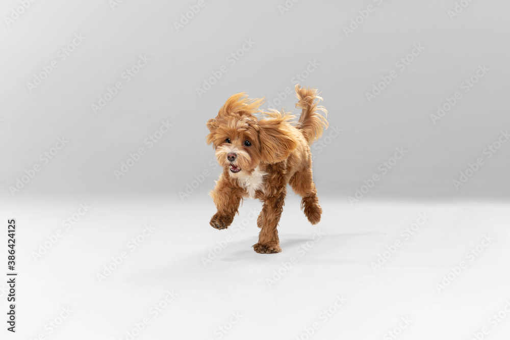 Happiness. Maltipu little dog is posing. Cute playful braun doggy or pet playing on white studio background. Concept of motion, action, movement, pets love. Looks happy, delighted, funny. - obrazy, fototapety, plakaty 