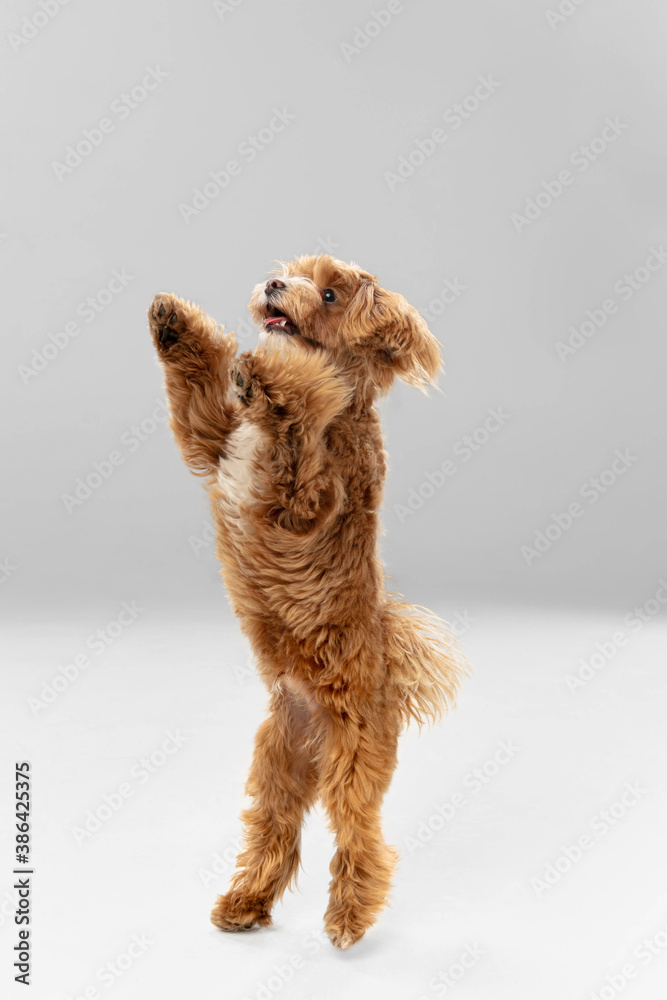 Flying, jumping. Maltipu little dog is posing. Cute playful braun doggy or pet playing on white studio background. Concept of motion, action, movement, pets love. Looks happy, delighted, funny. - obrazy, fototapety, plakaty 