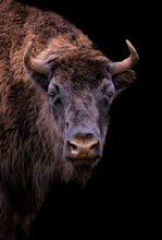 Portrait Of A Bison With Black Background