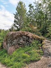 Wall Mural - Path on the rocks in forest