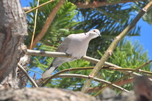 White Dove Perched On A Branch