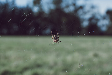 spider on the web