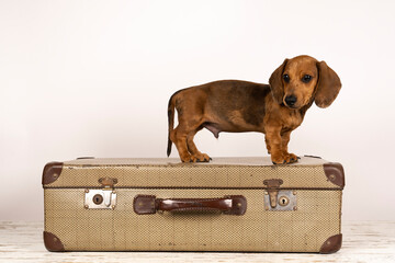 Wall Mural - Portrait of a tan dachshund pup sitting on a suitcase isolated on a white background