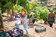 Positive young woman working in fruit garden on sunny fall day, harvesting ripe purple mangoes