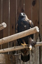 Golden Eagle With Large Claws Sitting On A Branch