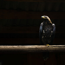 A Large Golden Eagle Sits On A Thick Wooden Bar Against A Black Background In Backlight