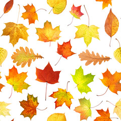 Poster - seamless pattern of colored autumn leaves isolated on white background