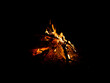 © anderus - Campfire fire in the night