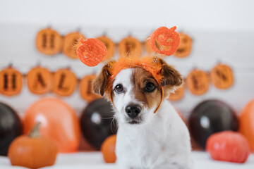 Wall Mural - cute jack russell dog wearing halloween diadem at home. Halloween background decoration.