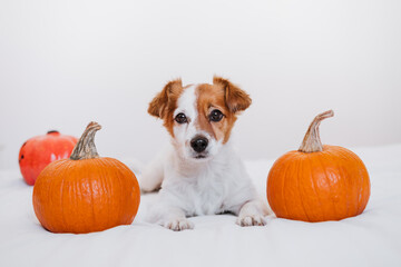 Wall Mural - cute jack russell dog at home. Halloween background decoration