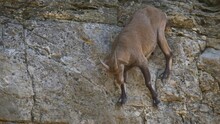 Scared Capra Ibex Hiking Downhill The Steep Mountain Rocks In Slow Motion.