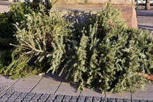 Used And Abandoned Fir Tree In The Street. End Of Christmas. Evergreen Traditional Christmas Tree After Holiday. 
