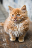 Fototapeta Koty - Kitten Cat Playful Closeup macro 