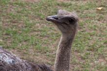 Ostrich Head Outdoors