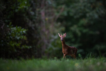 Wall Mural - little deer in the woods