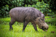 Bornean Bearded Pig In Bako National Park Borneo Malaysia