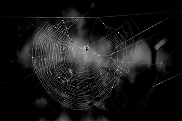 spider web in the morning
