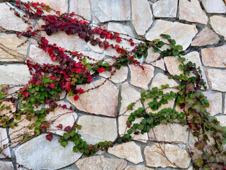 ivy vines with an autumn flavor