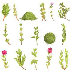 Poster - Thyme icons set. Cartoon set of thyme vector icons for web design