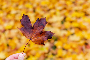 Hand holding brown maple leaf against a background of yellow fallen leaves. Autumn background. Seasonal concept.