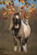 Shetland pony standing under the tree in autumn