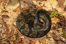 Black Phase Timber Rattlesnake - Crotalus Horridus