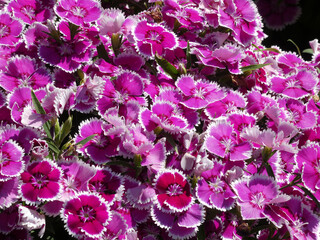 Red carnation as a floral background 