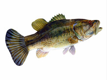 Redeye Bass Tail - The Redeye Is Species Of Freshwater Bass Fish Found In Lakes, Rivers And Streams Of Georgia And Alabama, USA.