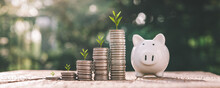 Business Finance And Saving Money Investment , Money Coin Stack Growing Graph With Piggy Bank Saving Concept. Plant Growing Up On Coin. Balance Savings And Investment.