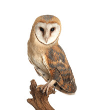 Beautiful Common Barn Owl On Twig Against Background