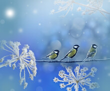 Cute Birds In Winter Time