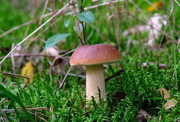 Wall Mural - Cep in the forest