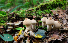 Mushrooms Warted Puffball