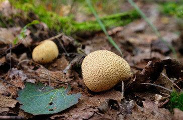 Wall Mural - Warted puffball