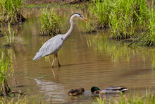 Great Blue Heron Wading In A Wetland