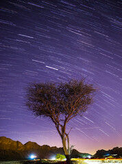 Wall Mural - milky way on top of the tree at night.