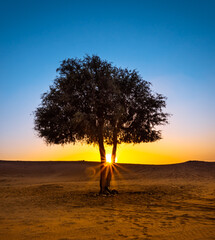 Wall Mural - sun burst through a tree.