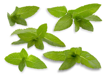 Set of Fresh mint isolated on white