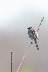 Wall Mural - reed bunting Emberiza schoeniclus singing bird