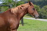 Fototapeta Konie - Profile view of brown horse head mane and shoulders