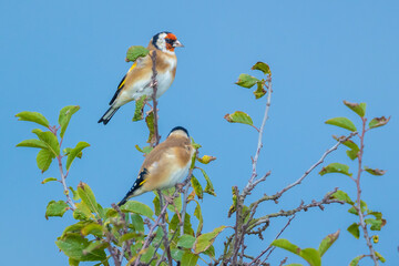 Wall Mural - European goldfinch bird, Carduelis carduelis, perched eating seeds during Springtime season