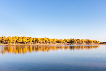 Wall Mural - autumn landscape of populus euphratica forest