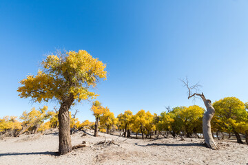 Wall Mural - populus euphratica forest in ejina